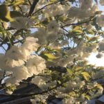 魂の人生設計図「ブループリント」に気づいた、52歳のある日の出来事