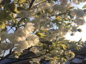 魂の人生設計図「ブループリント」に気づいた、52歳のある日の出来事