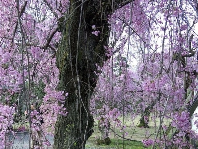 nijo_jo_sakura