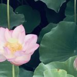 「50代からのレジリエンス（再生）」はここから始まったーアルコール依存から抜け出して本来の自分へ蘇るプロセスの記録