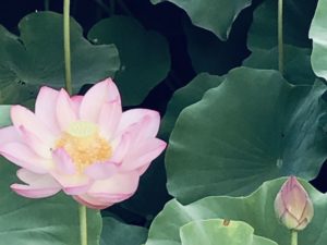 「50代からのレジリエンス（再生）」はここから始まったーアルコール依存から抜け出して本来の自分へ蘇るプロセスの記録