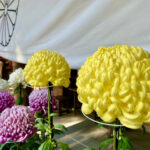 阿佐ヶ谷神明宮・月読命から受け取ったメッセージは、新しい世界へシフトするために背中を強く押してくれる言葉だったという話