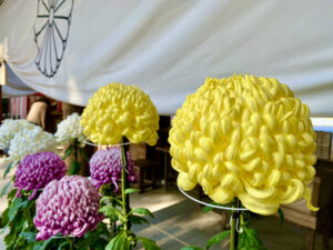 阿佐ヶ谷神明宮・月読命から受け取ったメッセージは、新しい世界へシフトするために背中を強く押してくれる言葉だったという話