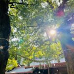 太陽に導かれて明治神宮へ