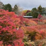 ただ見るだけでいい、ただ見せるだけでいい