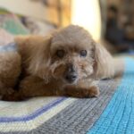 愛犬マロンの旅立ち - 大天使たちから受け取った愛のメッセージ